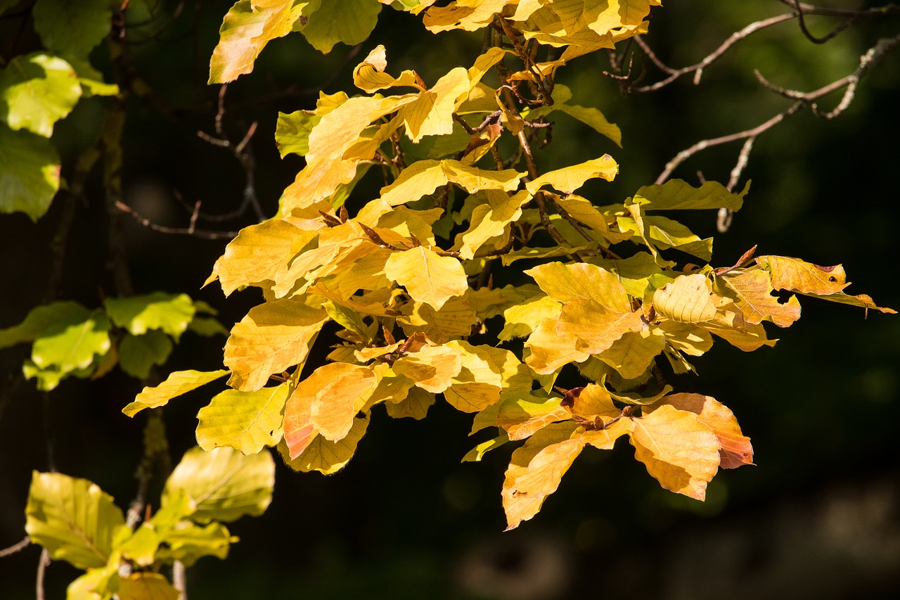 fall foliage  yellow  leaves free photo