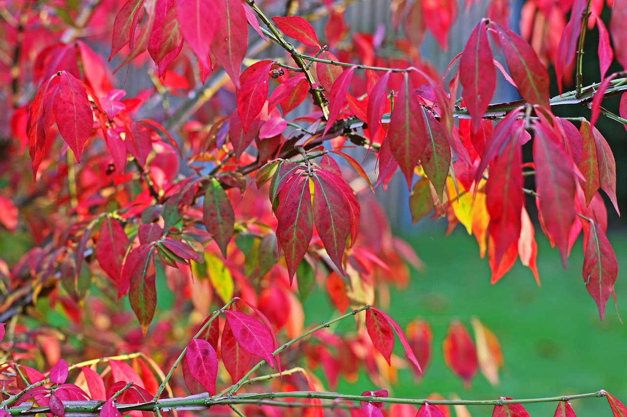 fall foliage  autumn  leaves free photo