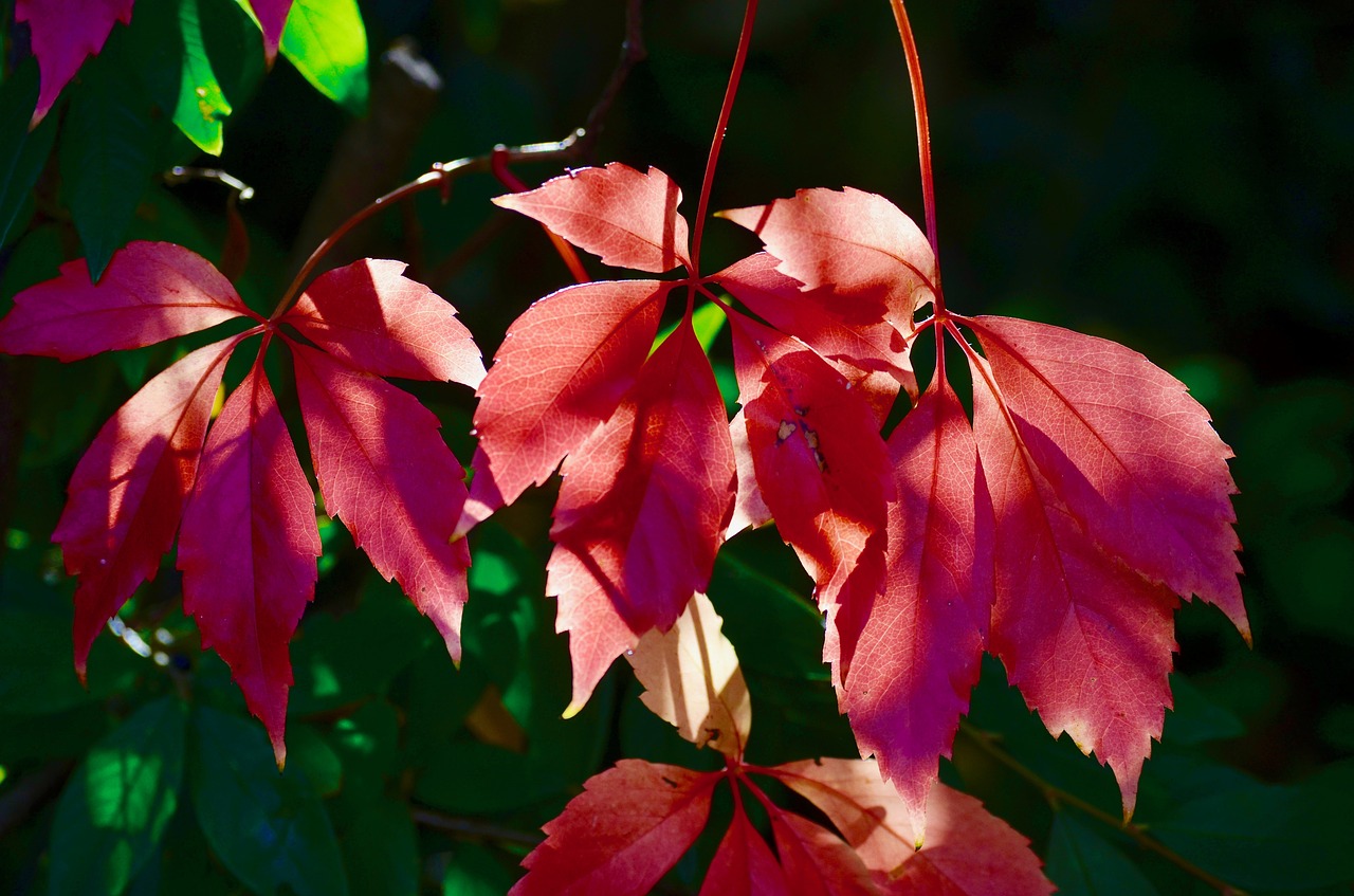 fall foliage  colorful  leaves free photo