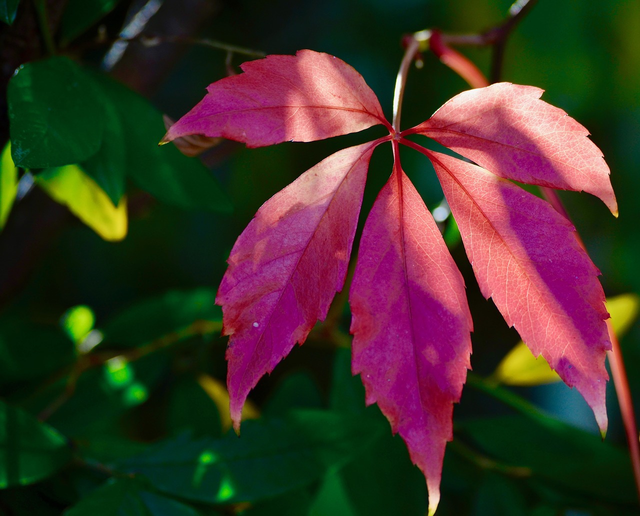 fall foliage  colorful  leaves free photo