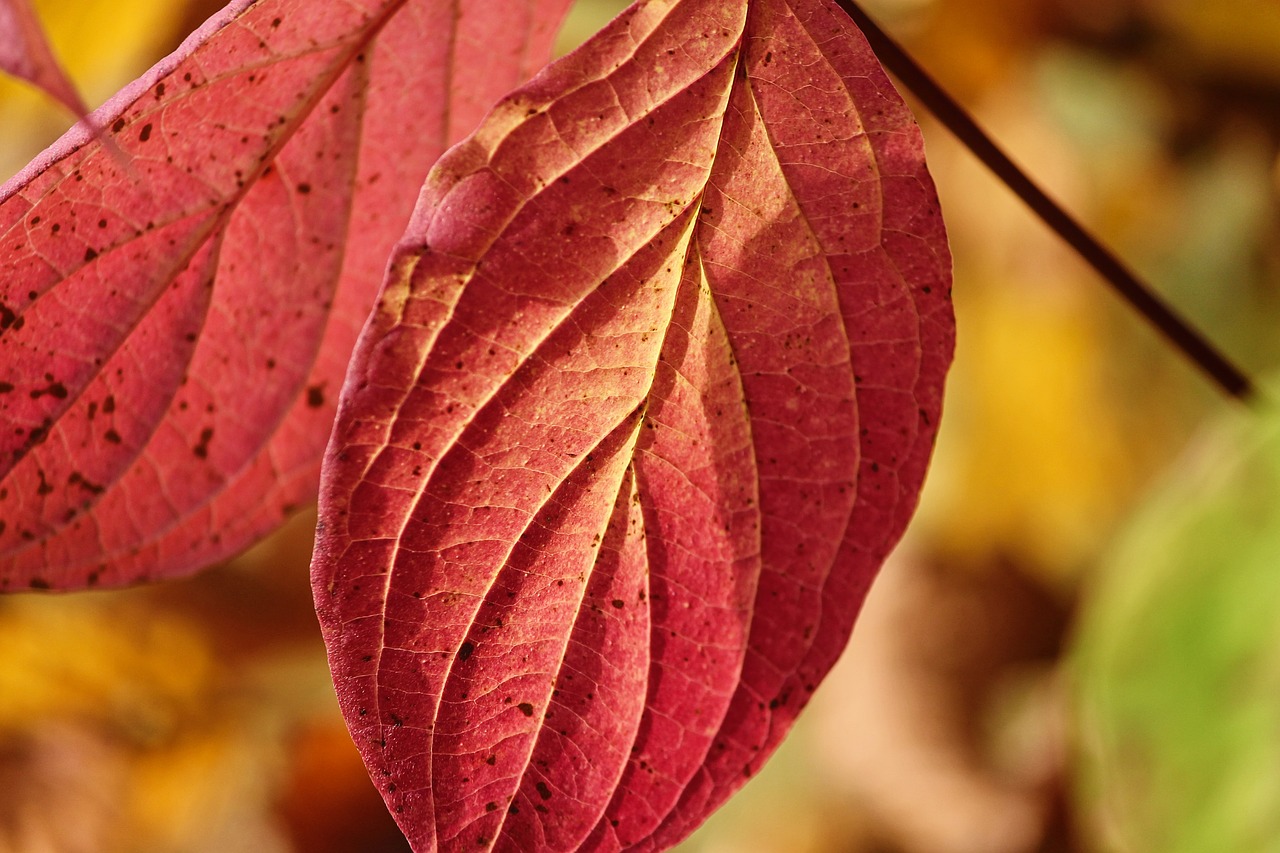 fall foliage  leaves  two free photo