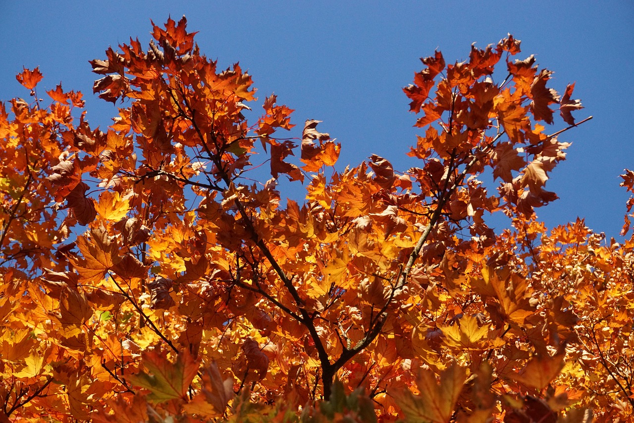 fall foliage  maple  colorful free photo