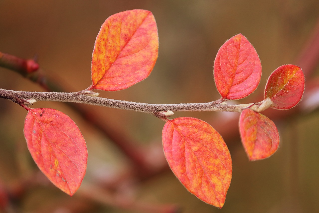 fall foliage  leaves  colored free photo