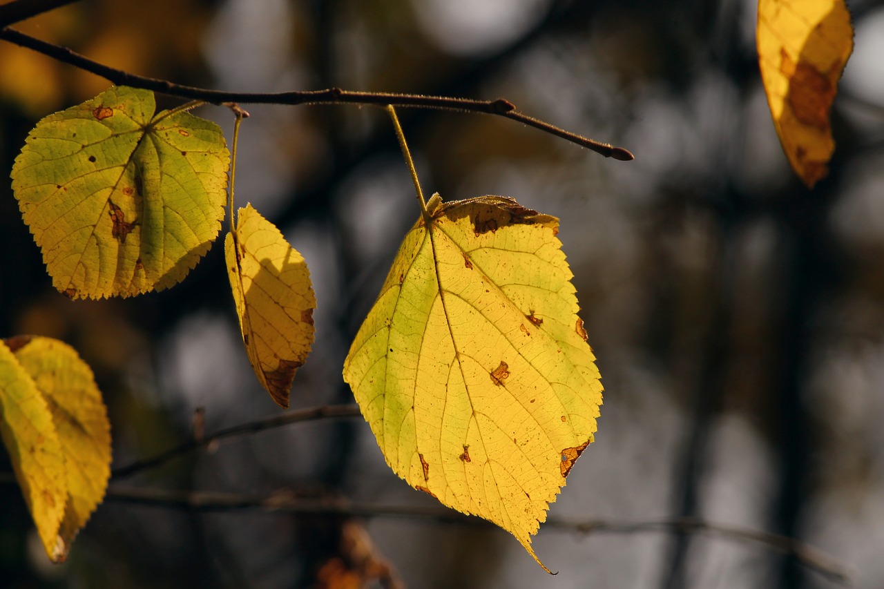 fall foliage  leaves  stains free photo