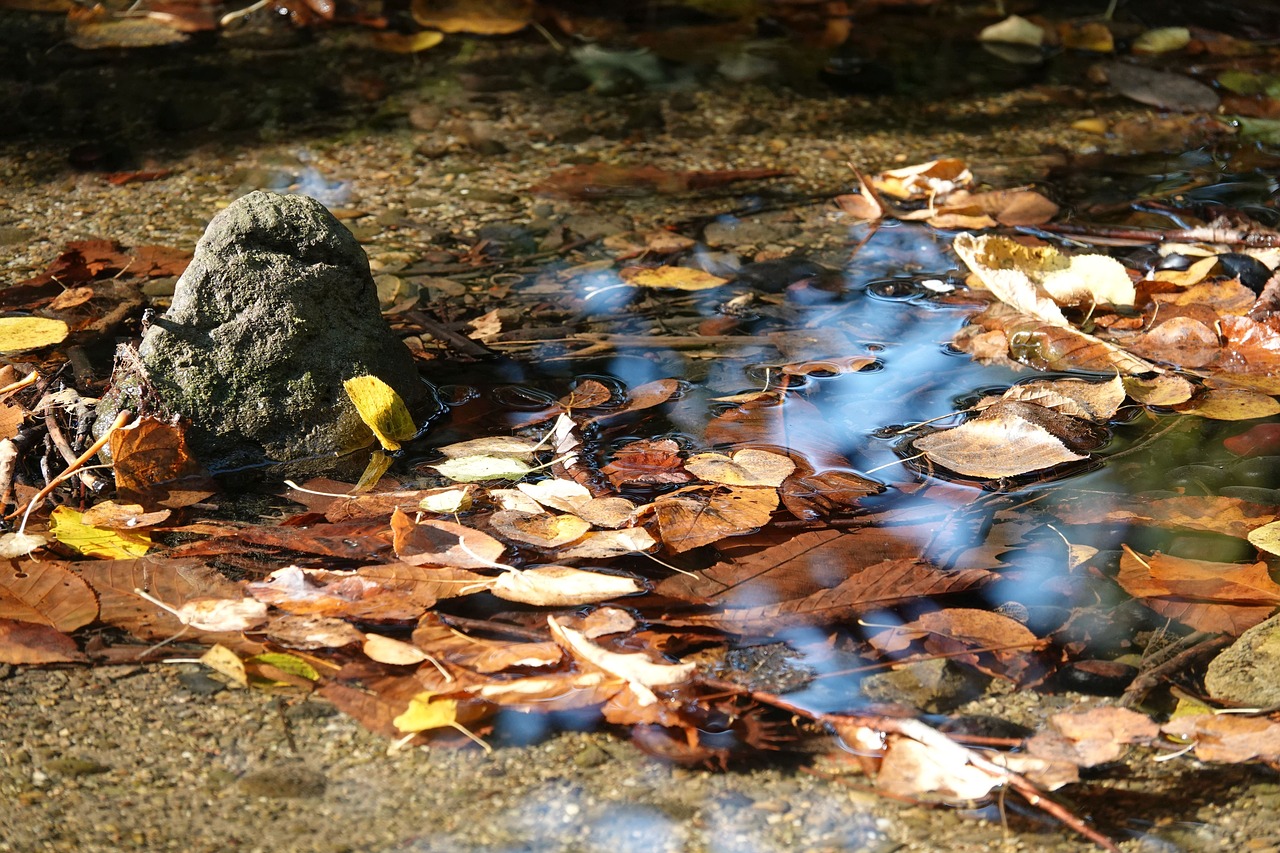 fall foliage  water  bach free photo