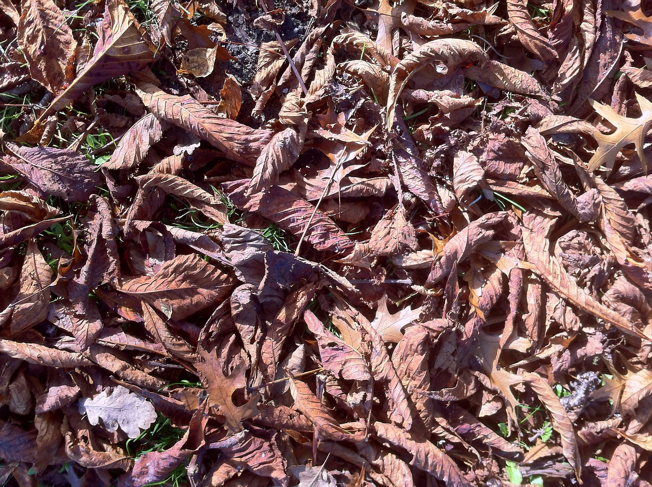 fall foliage forest floor golden brown free photo