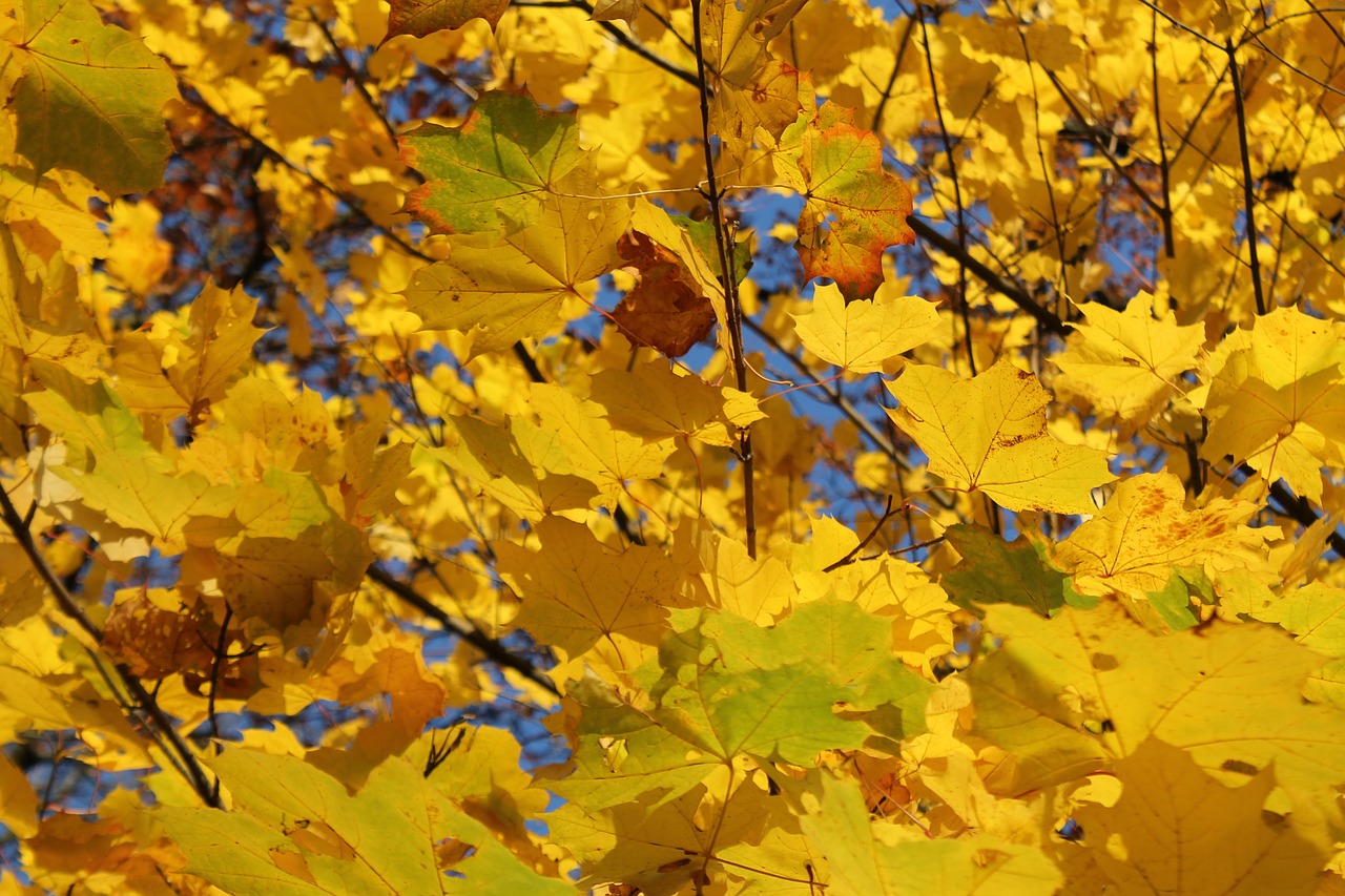 fall foliage colorful yellow free photo