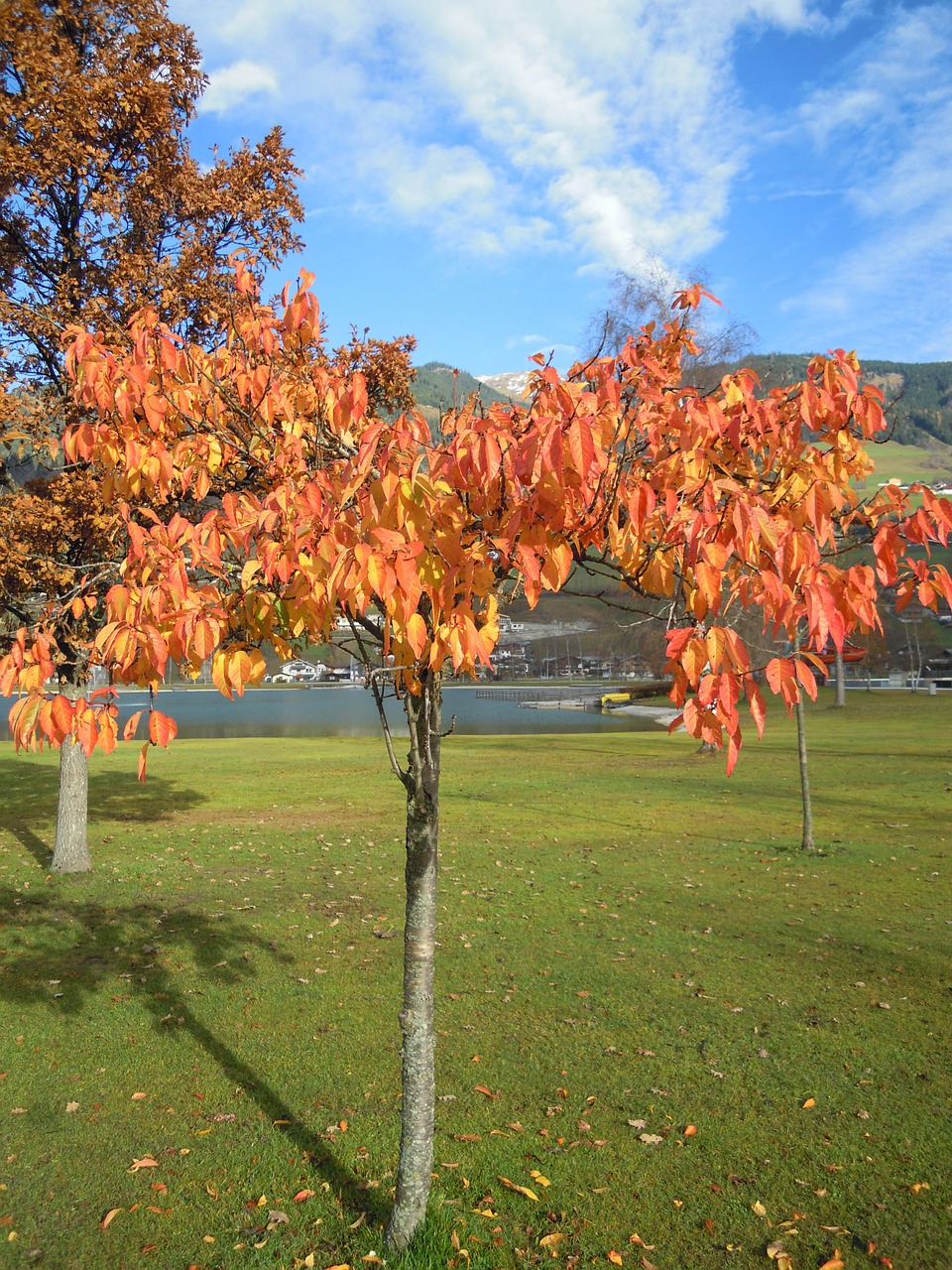 fall foliage deciduous tree leaves free photo