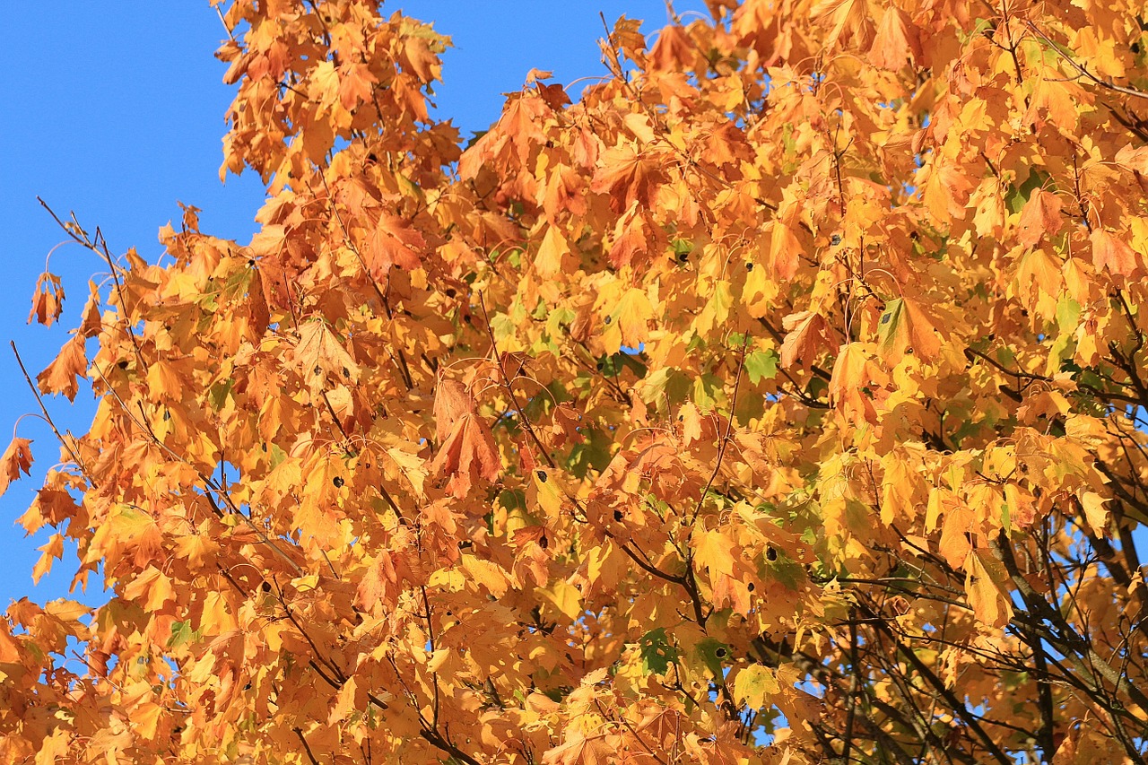 fall foliage maple autumn mood free photo