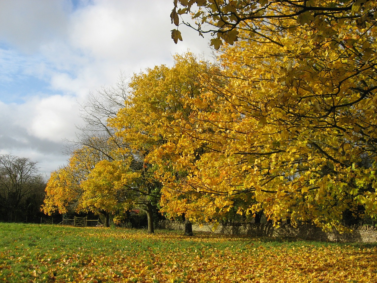 fall foliage autumn leaves free photo