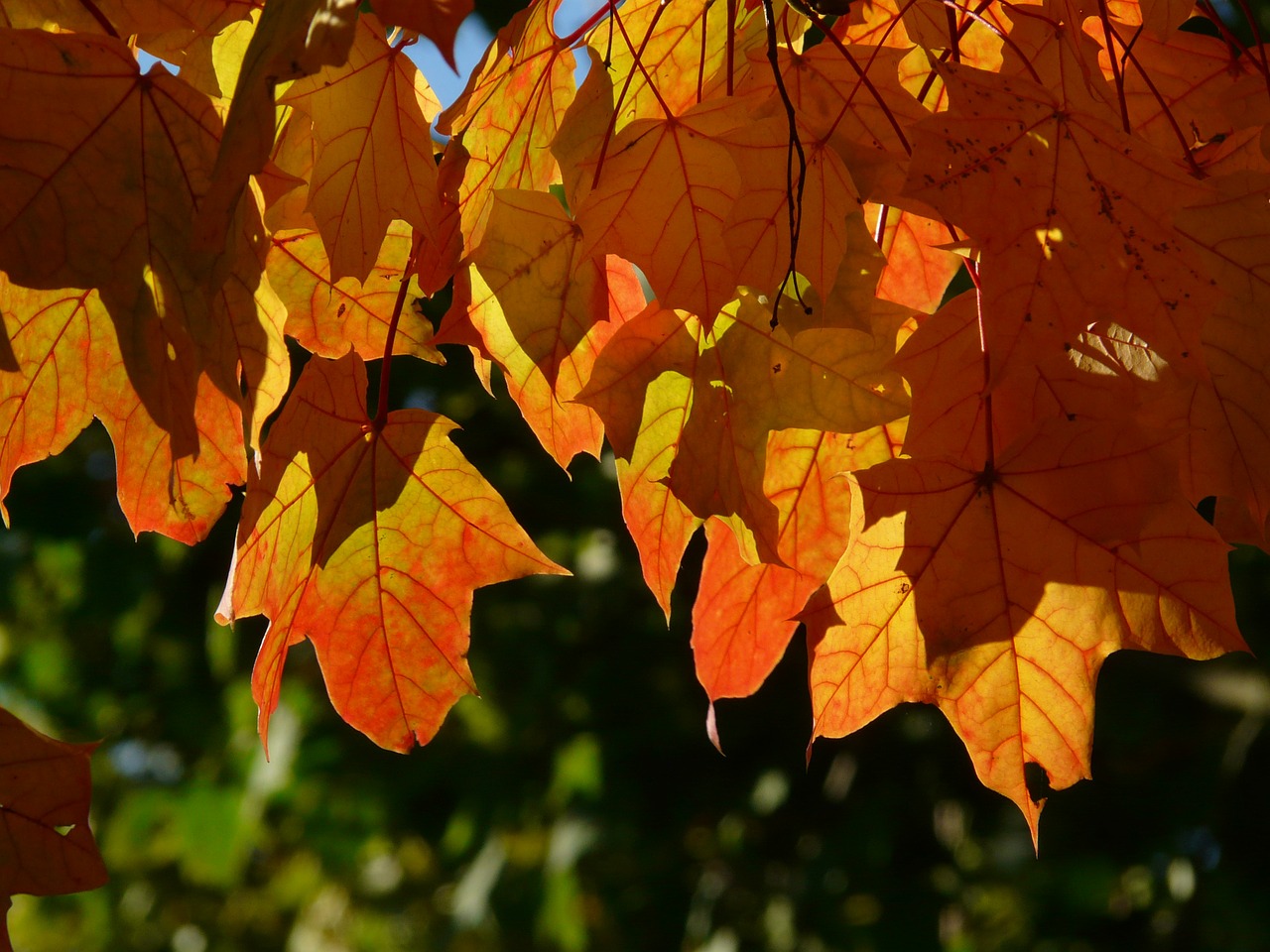 fall foliage leaves depend free photo