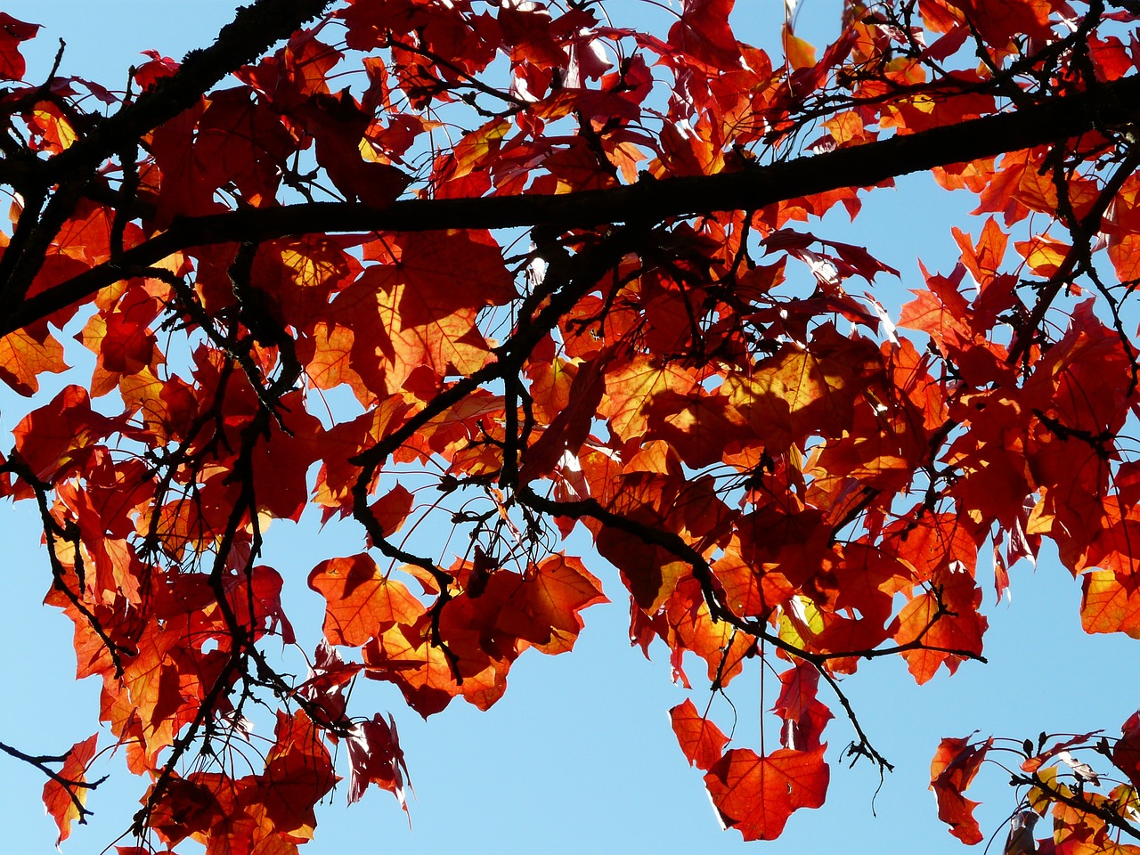 fall foliage contrast color free photo