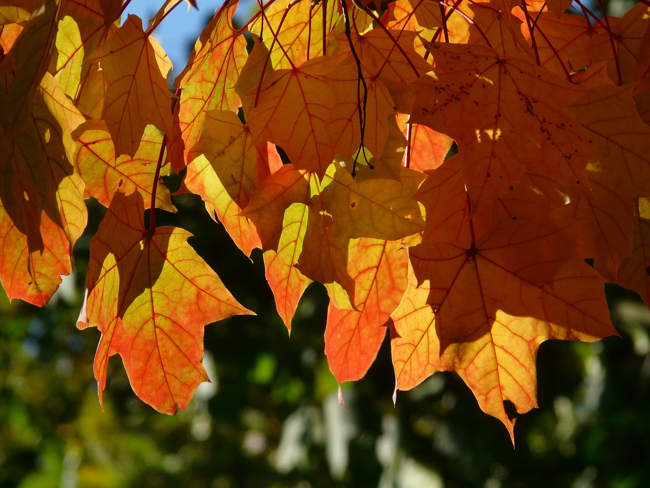fall foliage autumn maple leaves free photo