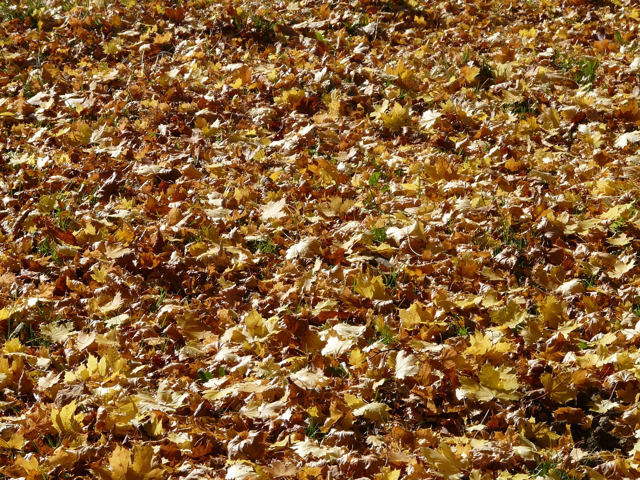 fall foliage leaves maple leaves free photo