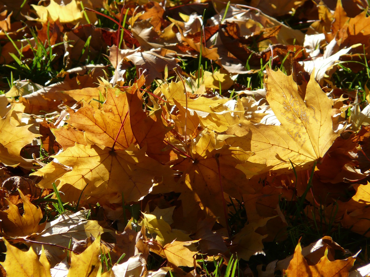 fall foliage back light light free photo