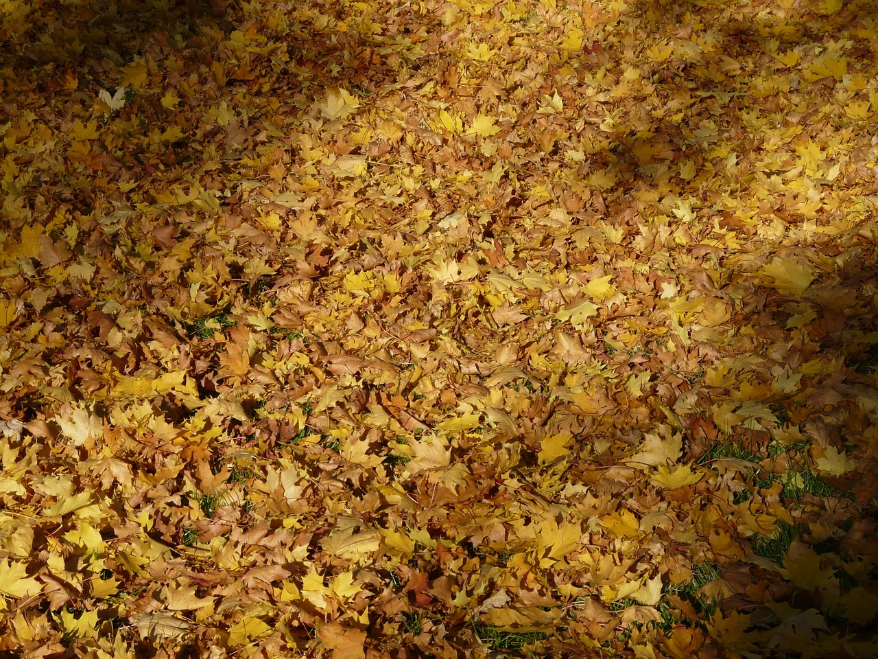 fall foliage fallen covered free photo