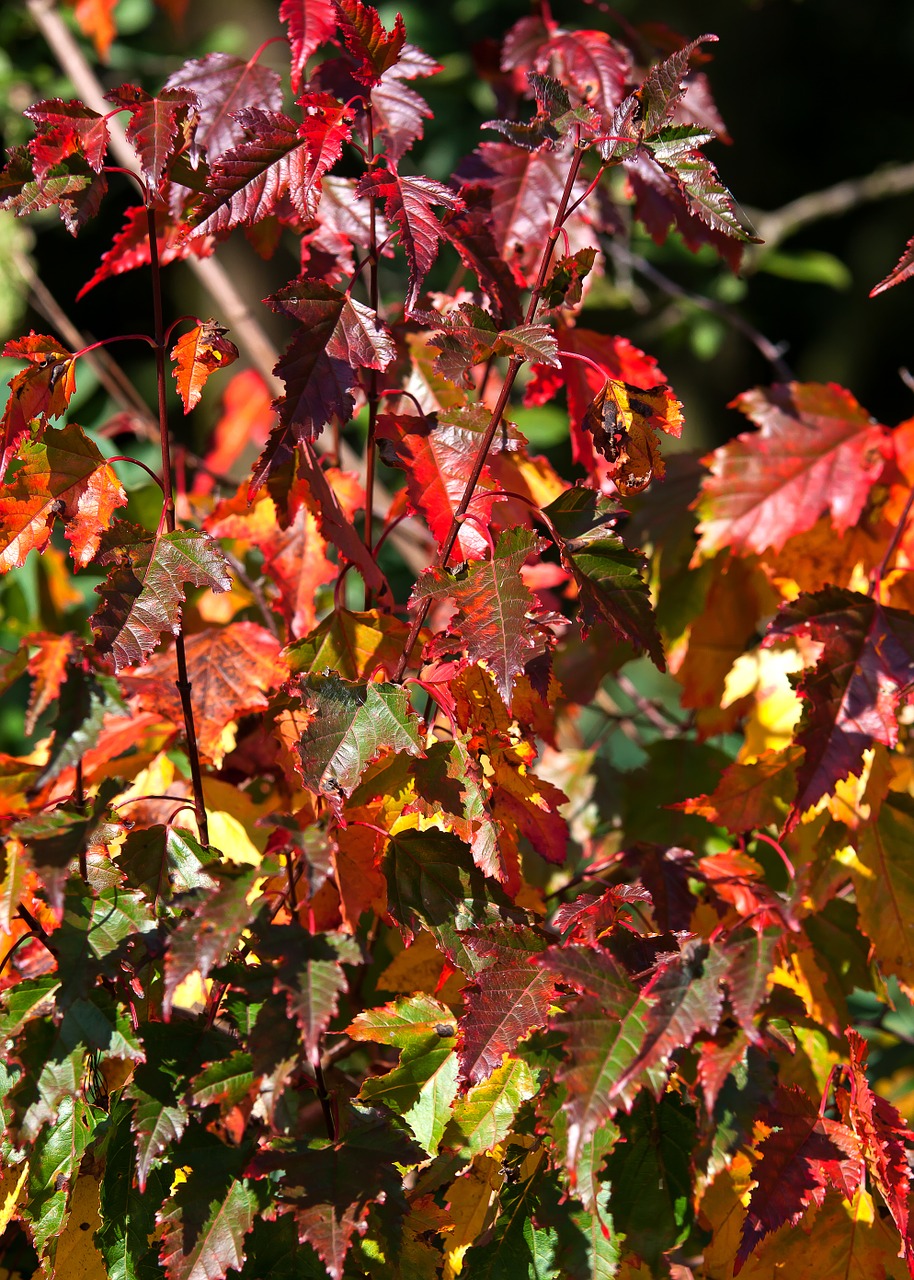 fall foliage autumn colorful free photo