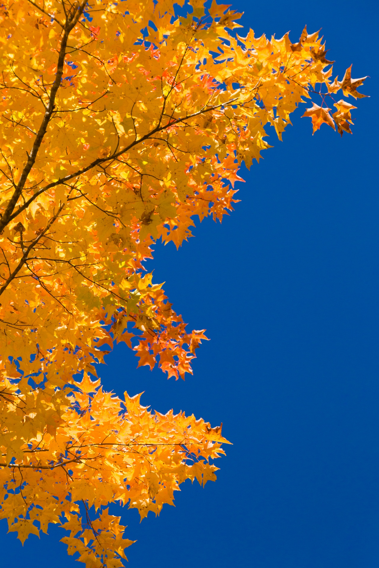 autumn background blue free photo