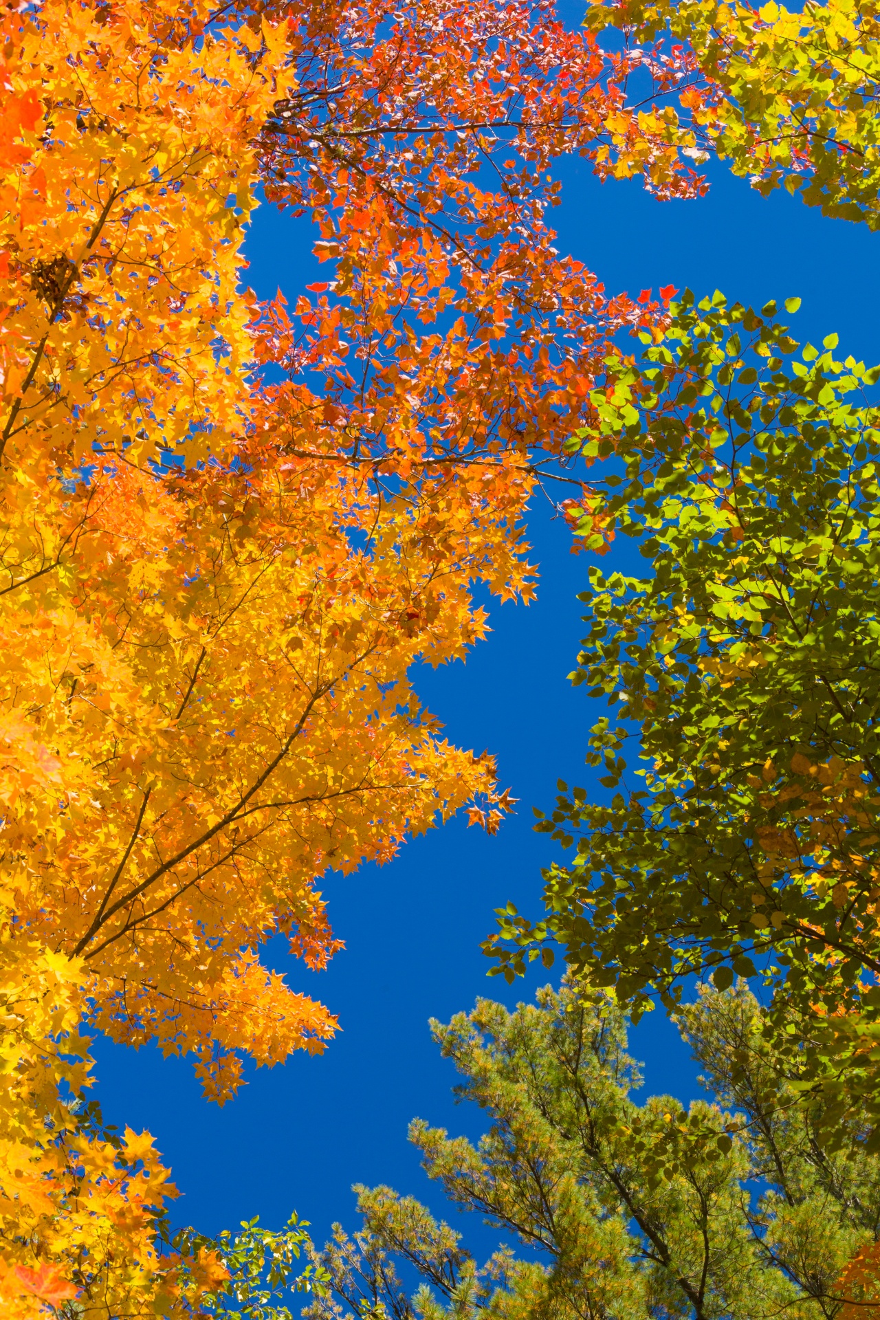 autumn background blue free photo
