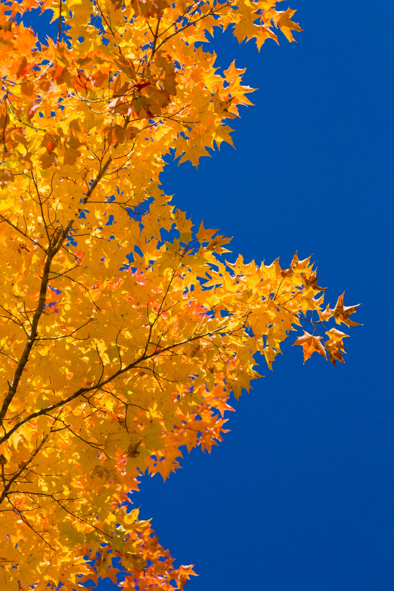 autumn background blue free photo