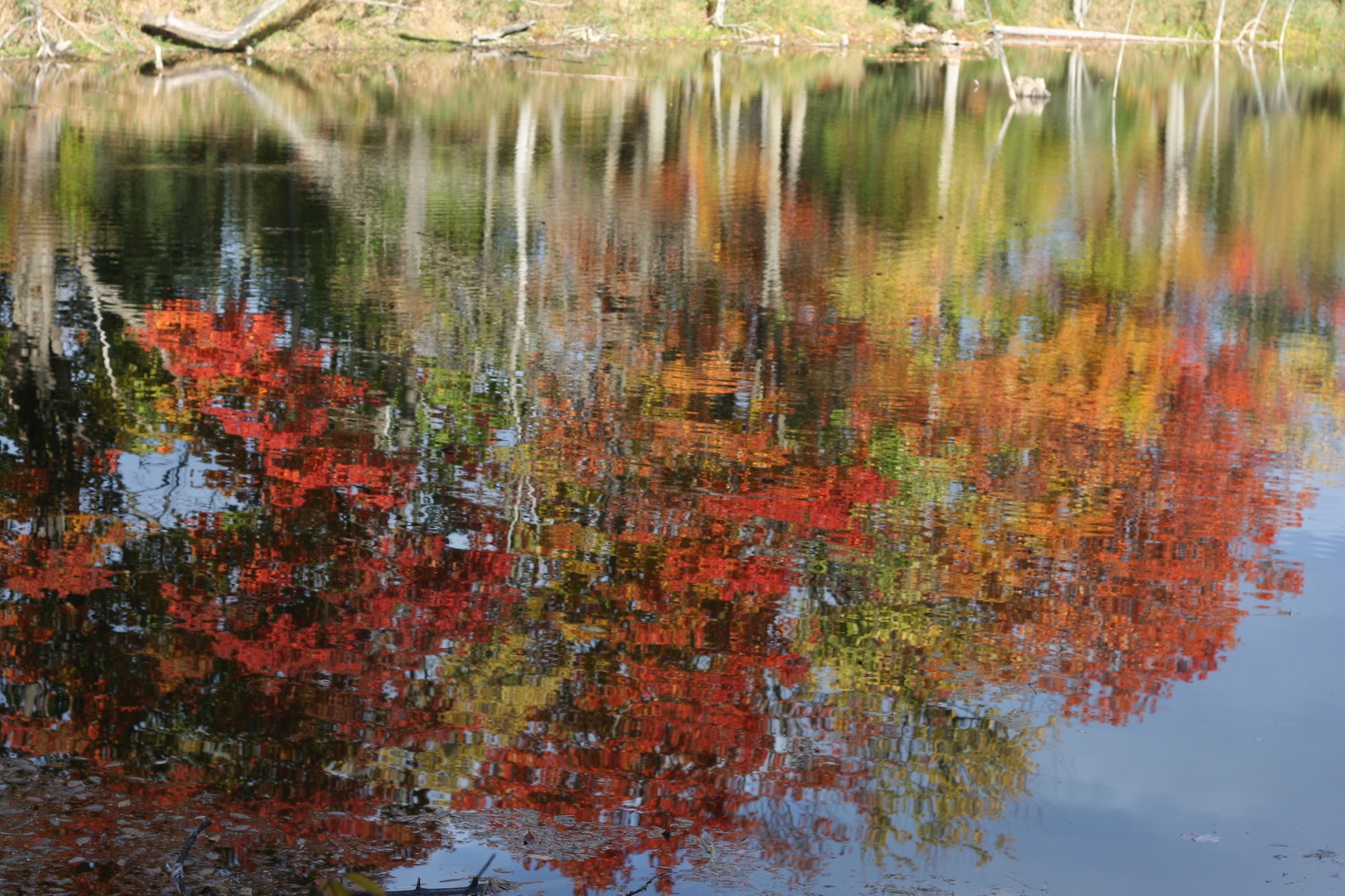 fall trees foliage free photo