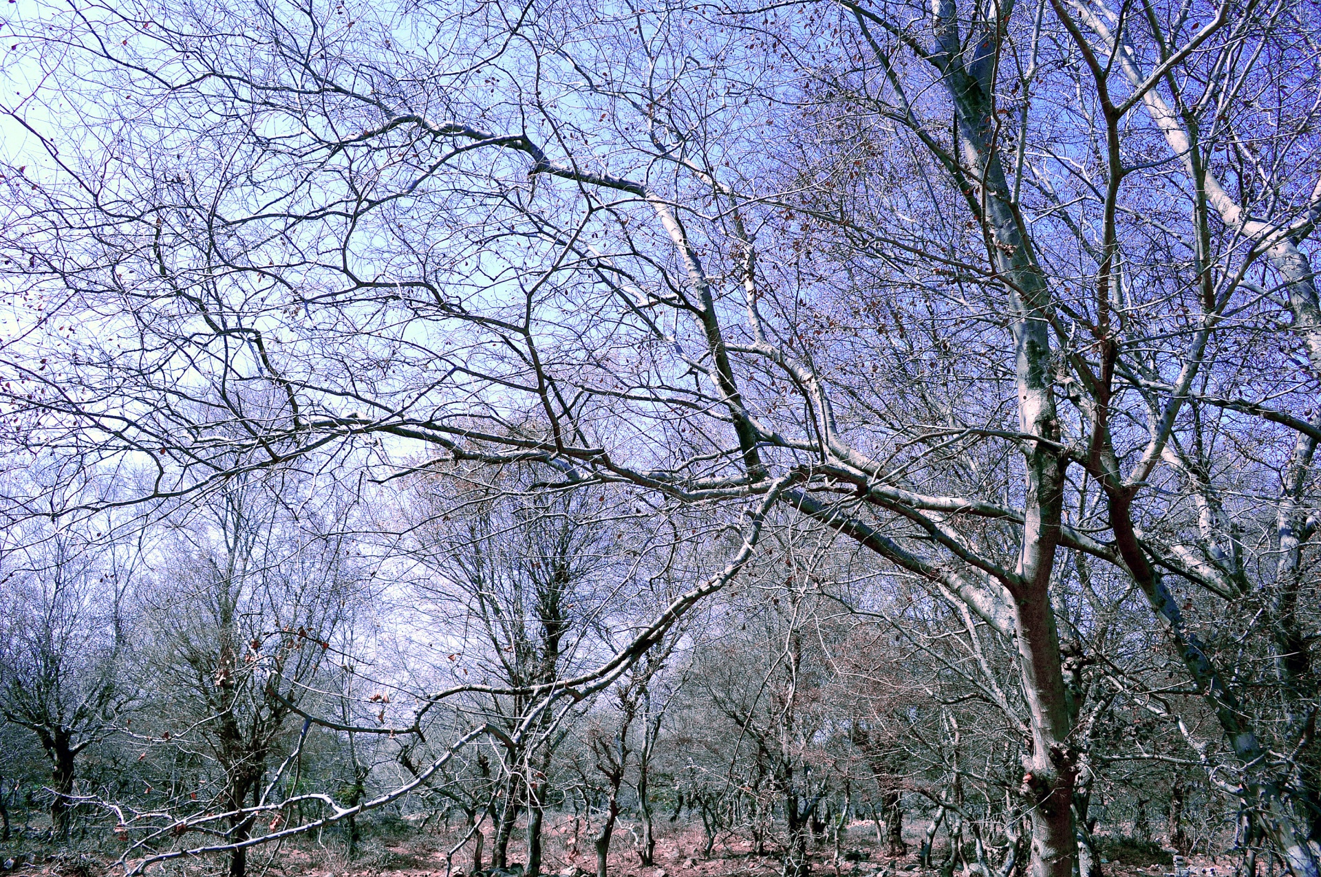 forest tree nature free photo