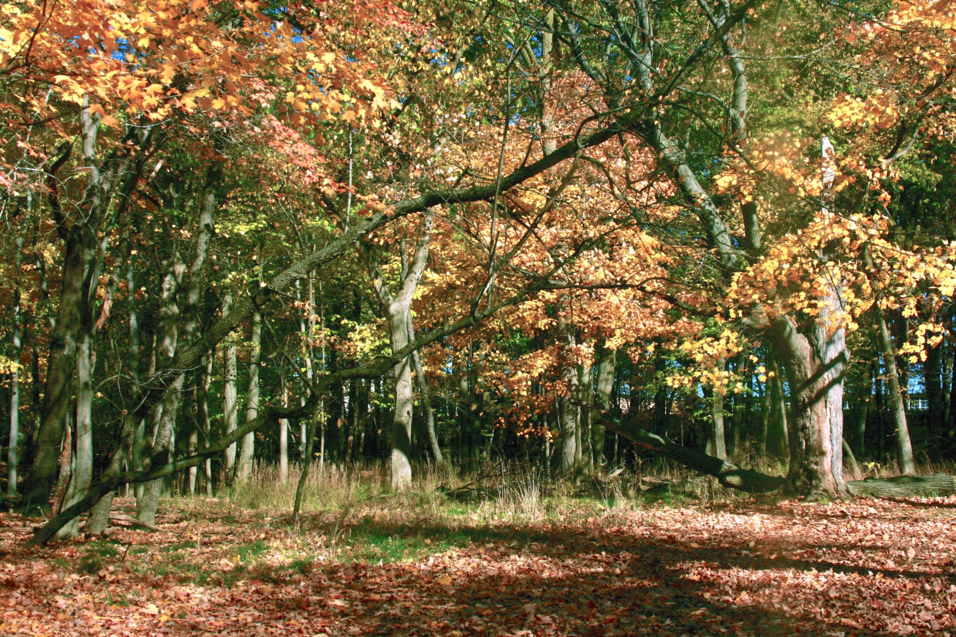 fall autumn forest free photo