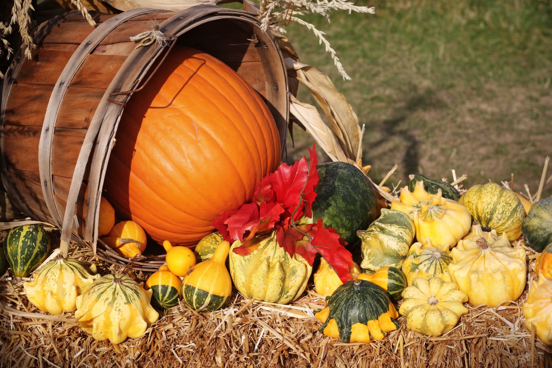 fall autumn pumpkin free photo