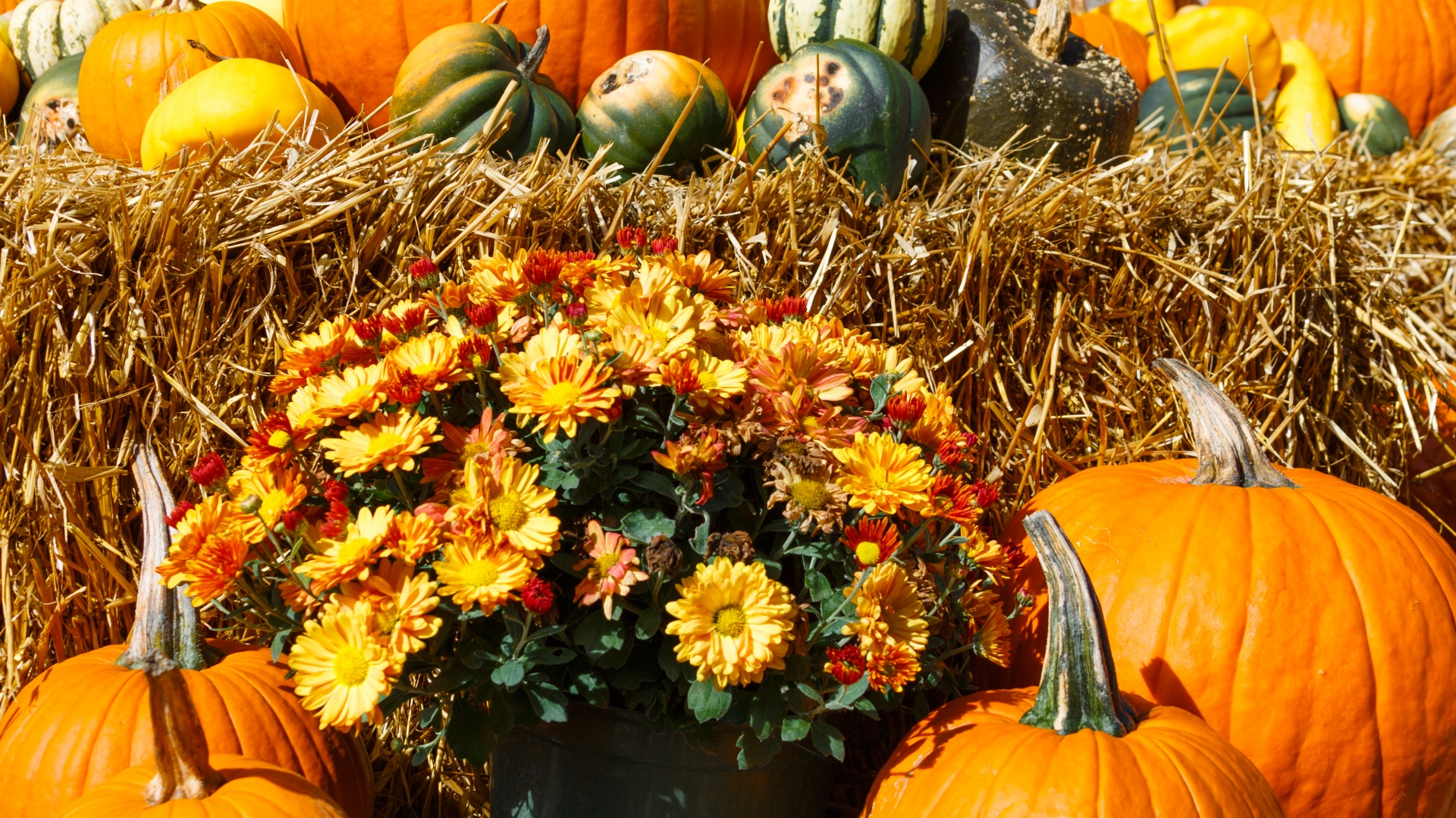 autumn colorful decorative free photo