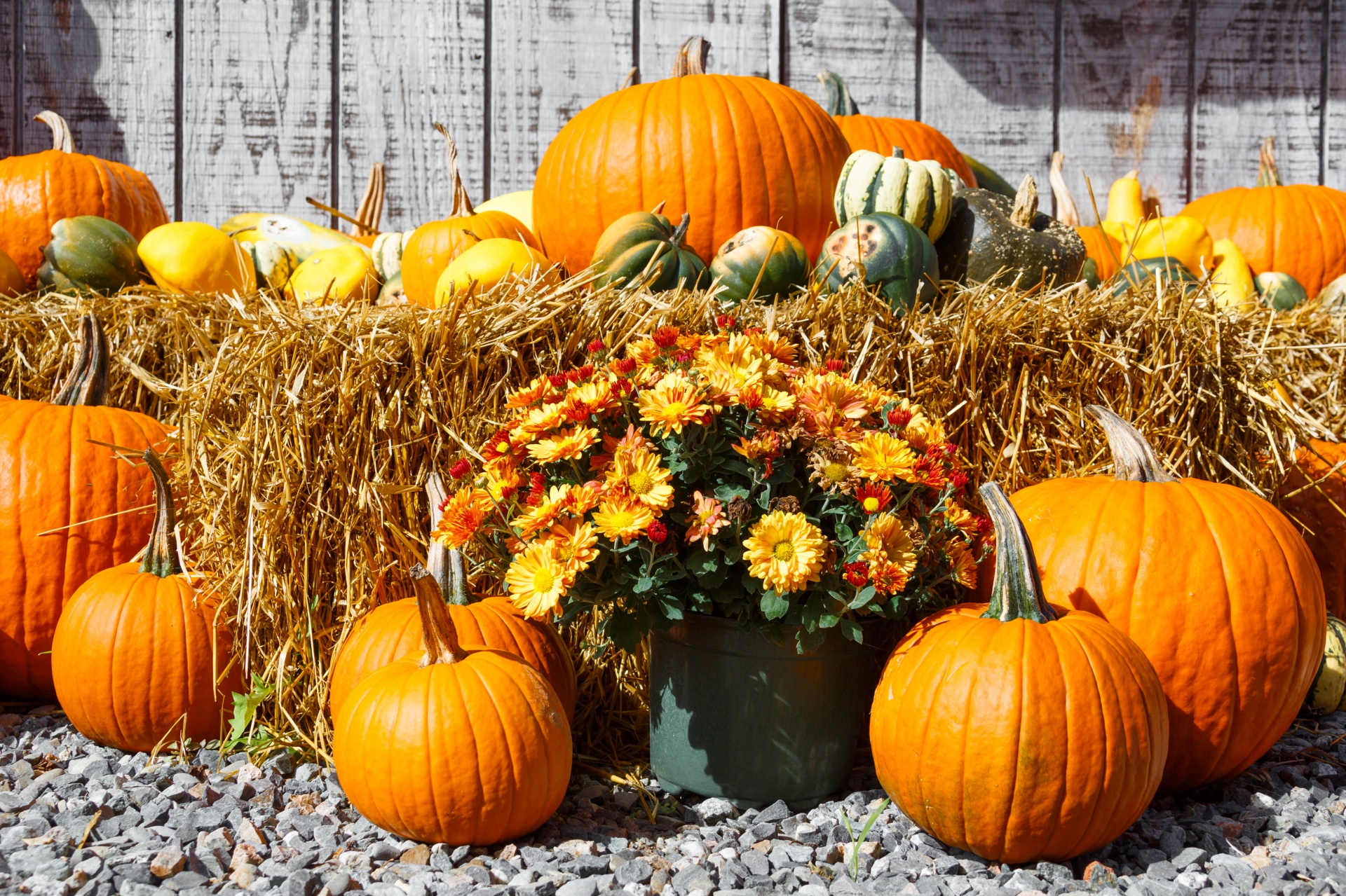 autumn colorful decorative free photo