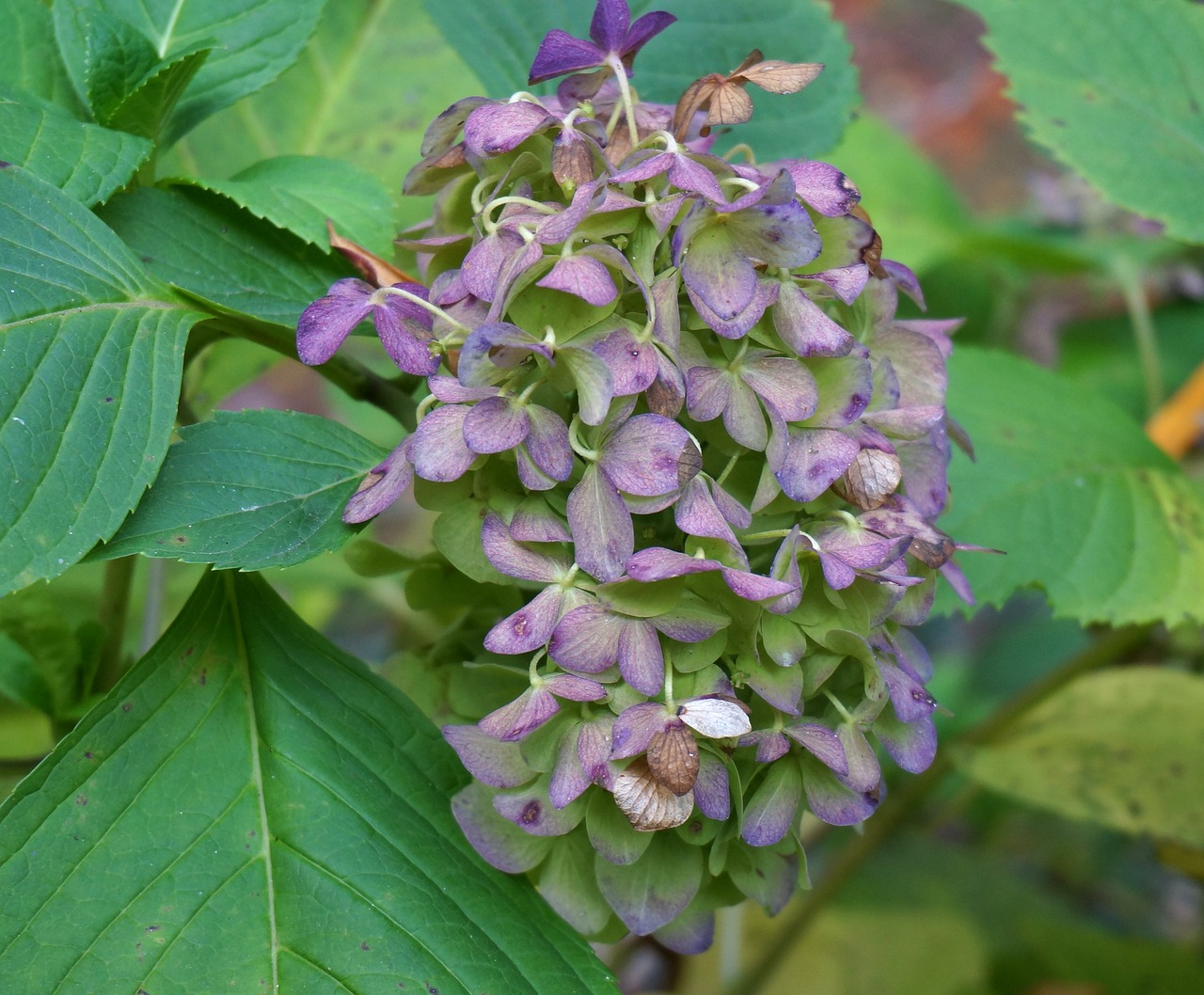 fall hydrangea hydrangea plant free photo