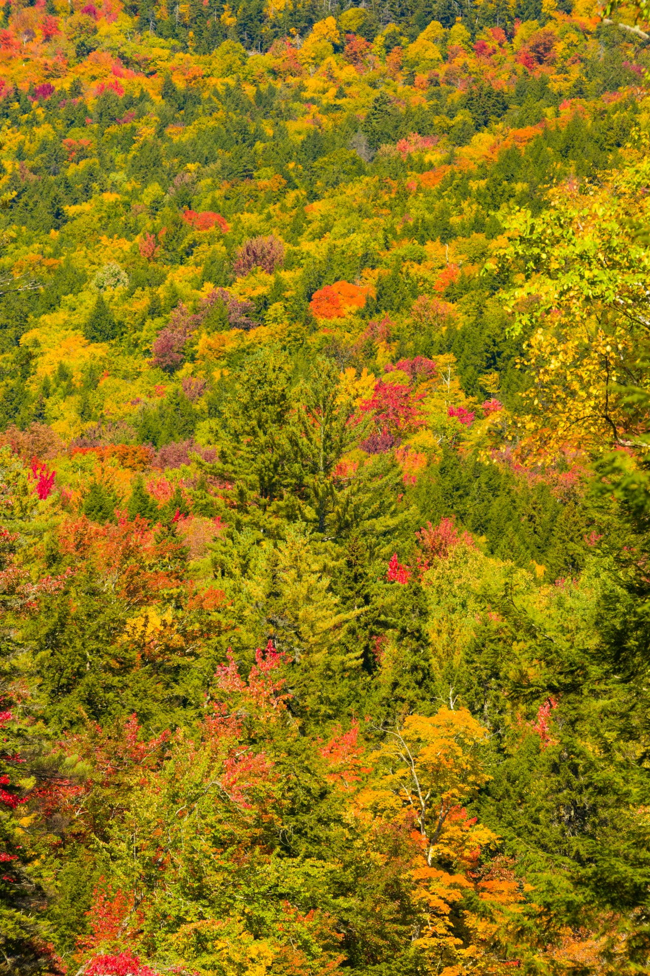 autumn color colors free photo