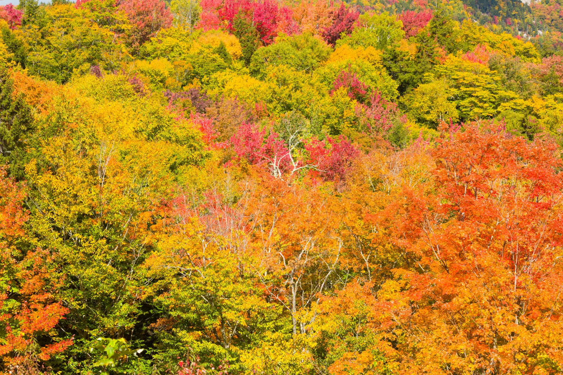 autumn color colors free photo