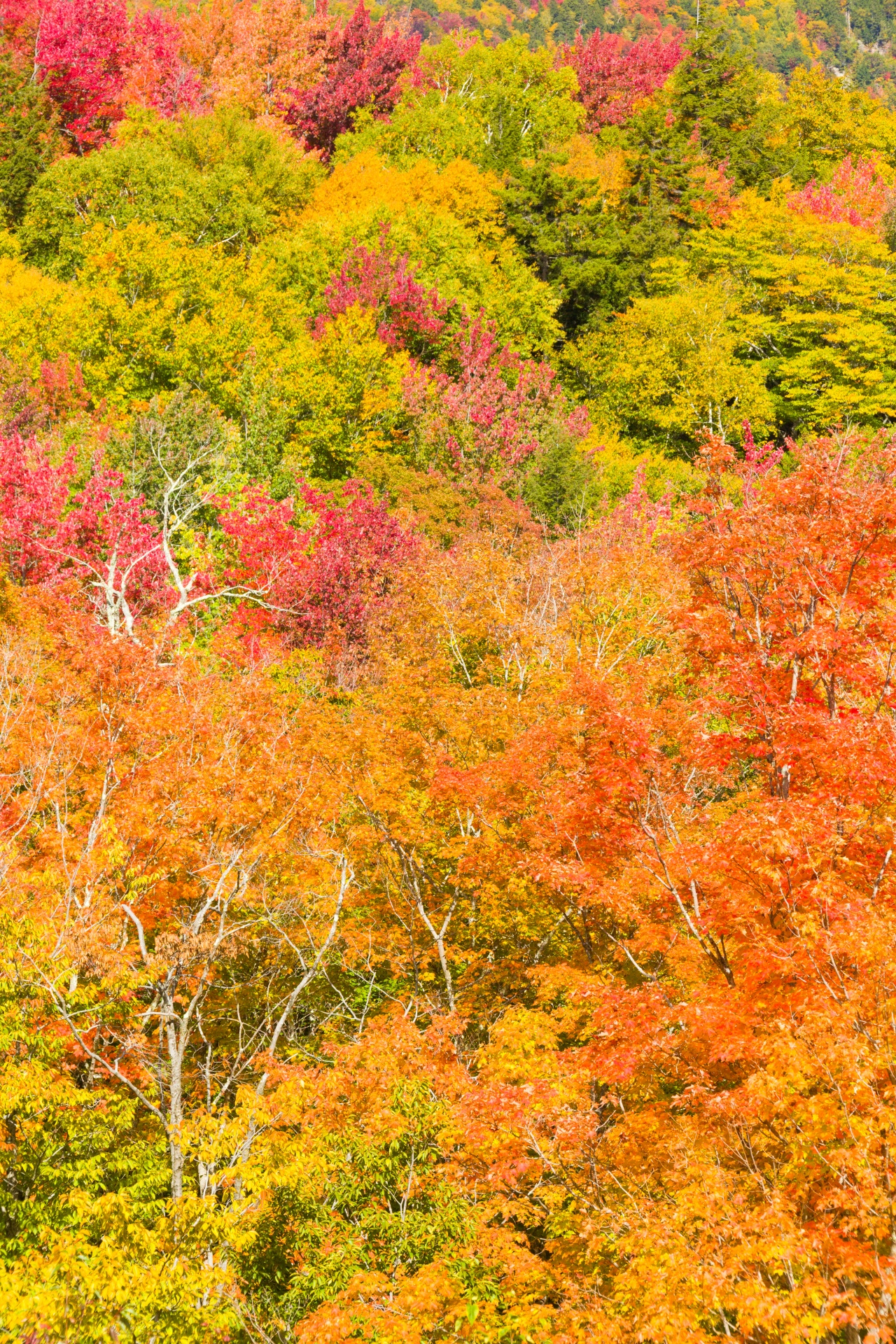 autumn color colors free photo