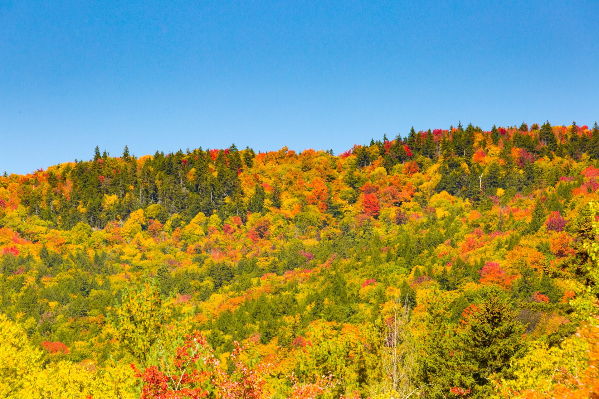 autumn color colors free photo