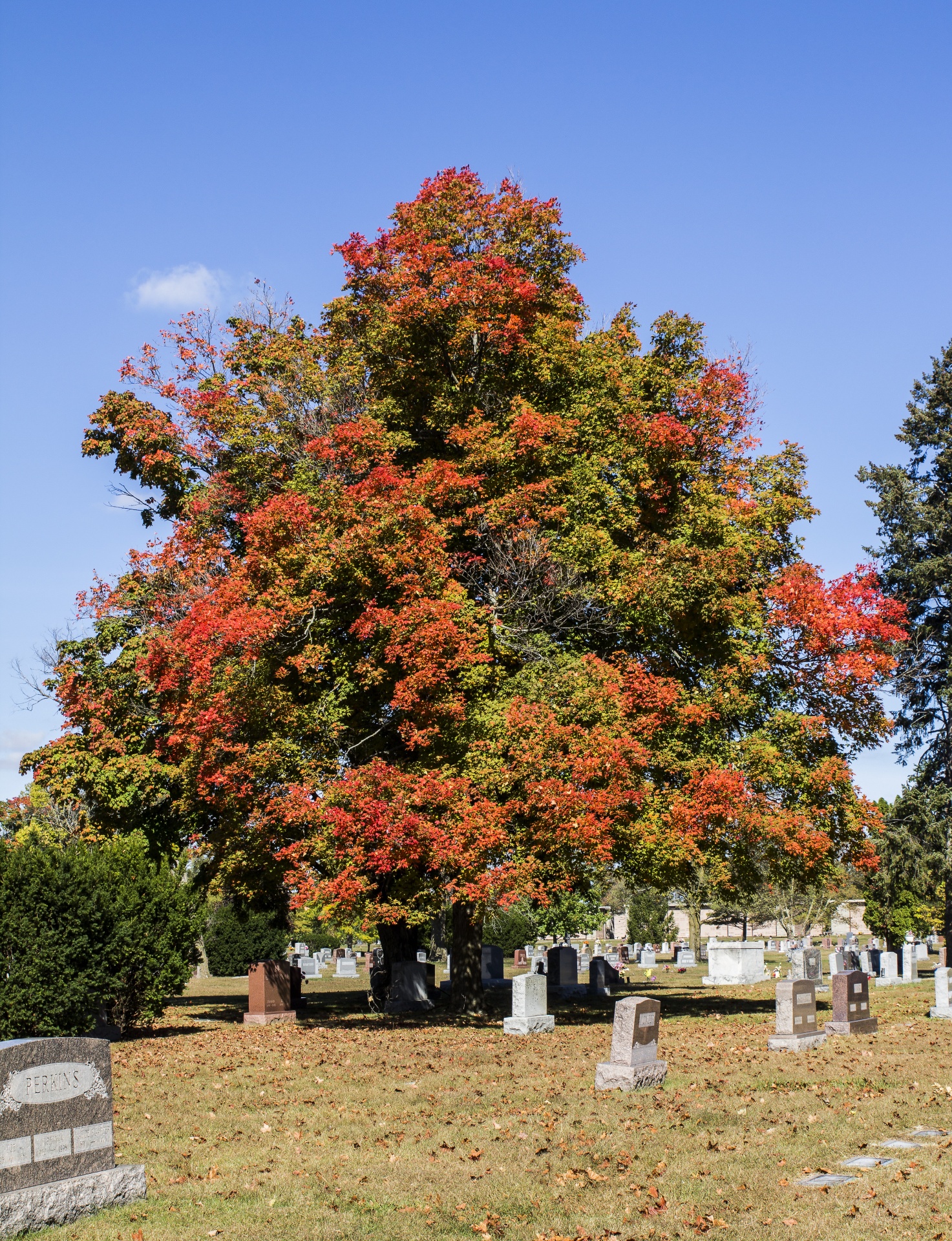 cemeteries fall autumn trees colors fall colors grave yards free photo