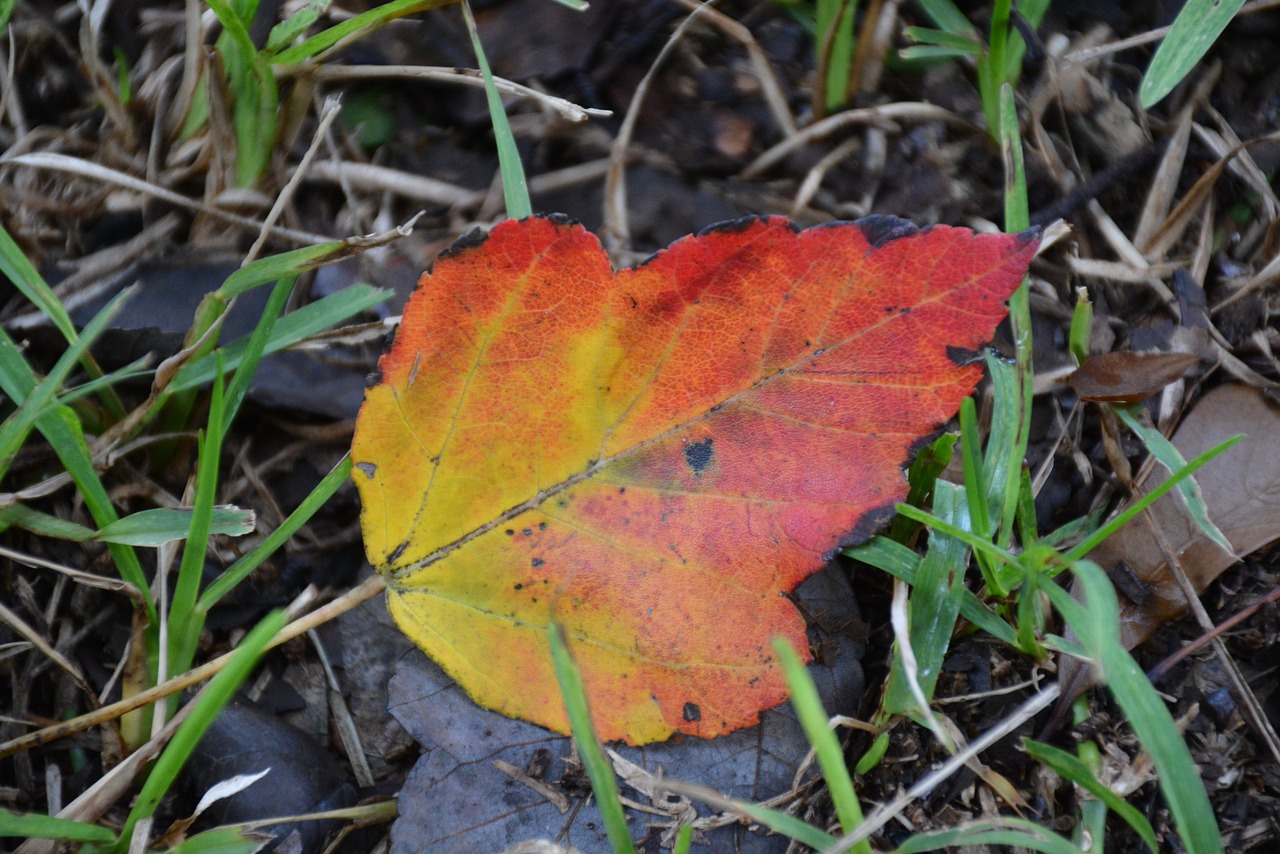 fall leaf  fall  autumn free photo