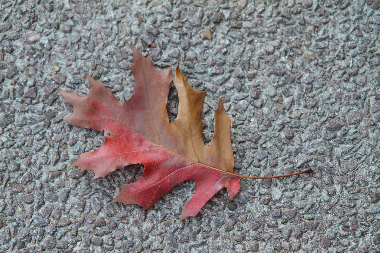 fall leaf colorful foliage free photo