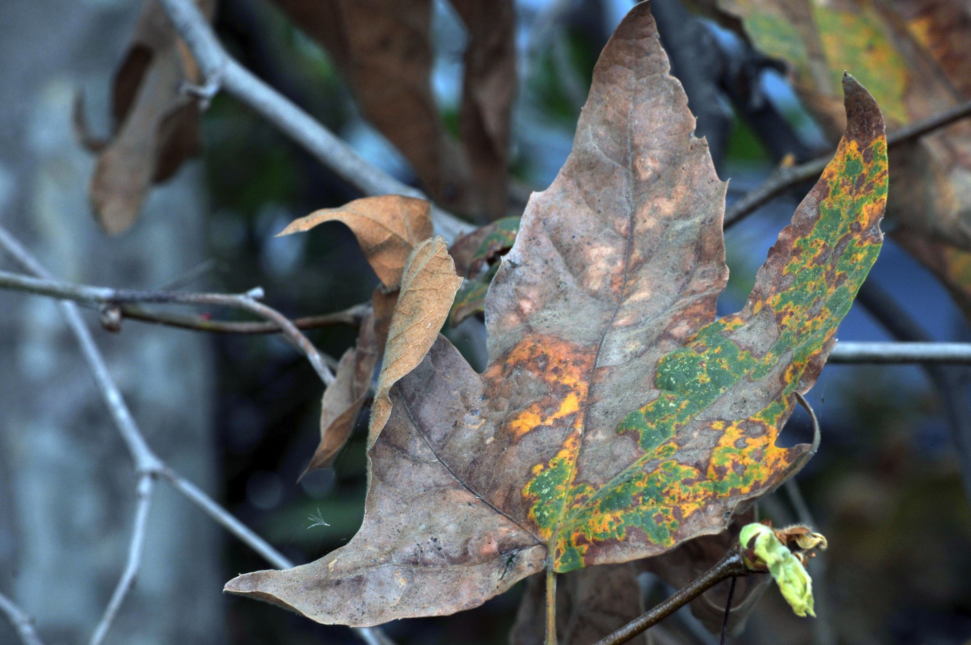 autumn backgrounds beauty free photo