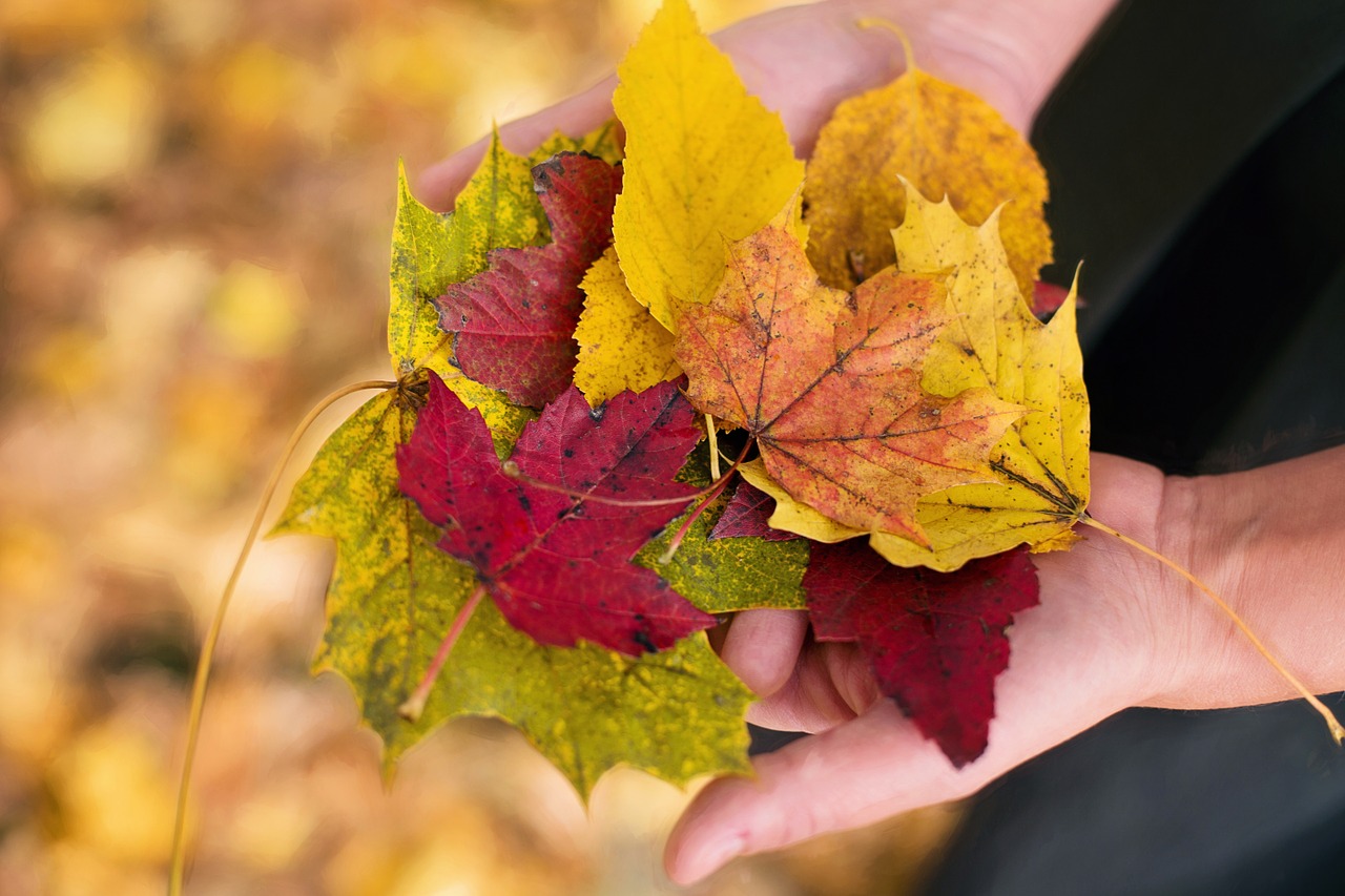 fall leaves autumn leaves autumn free photo