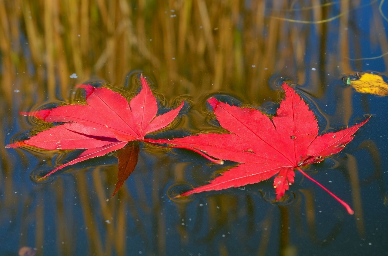 fall leaves red water free photo