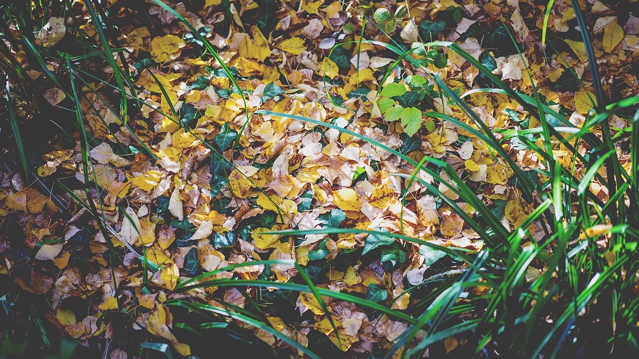 fall leaves ground foliage free photo