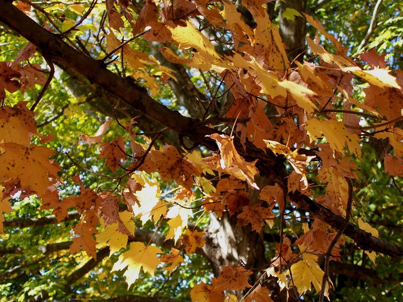 maple tree fall free photo