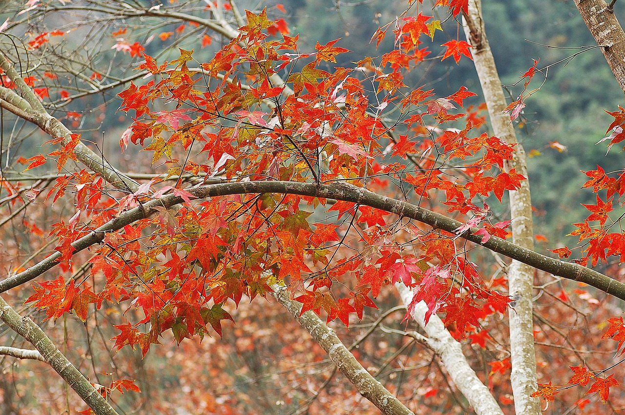 fall leaves autumn red free photo