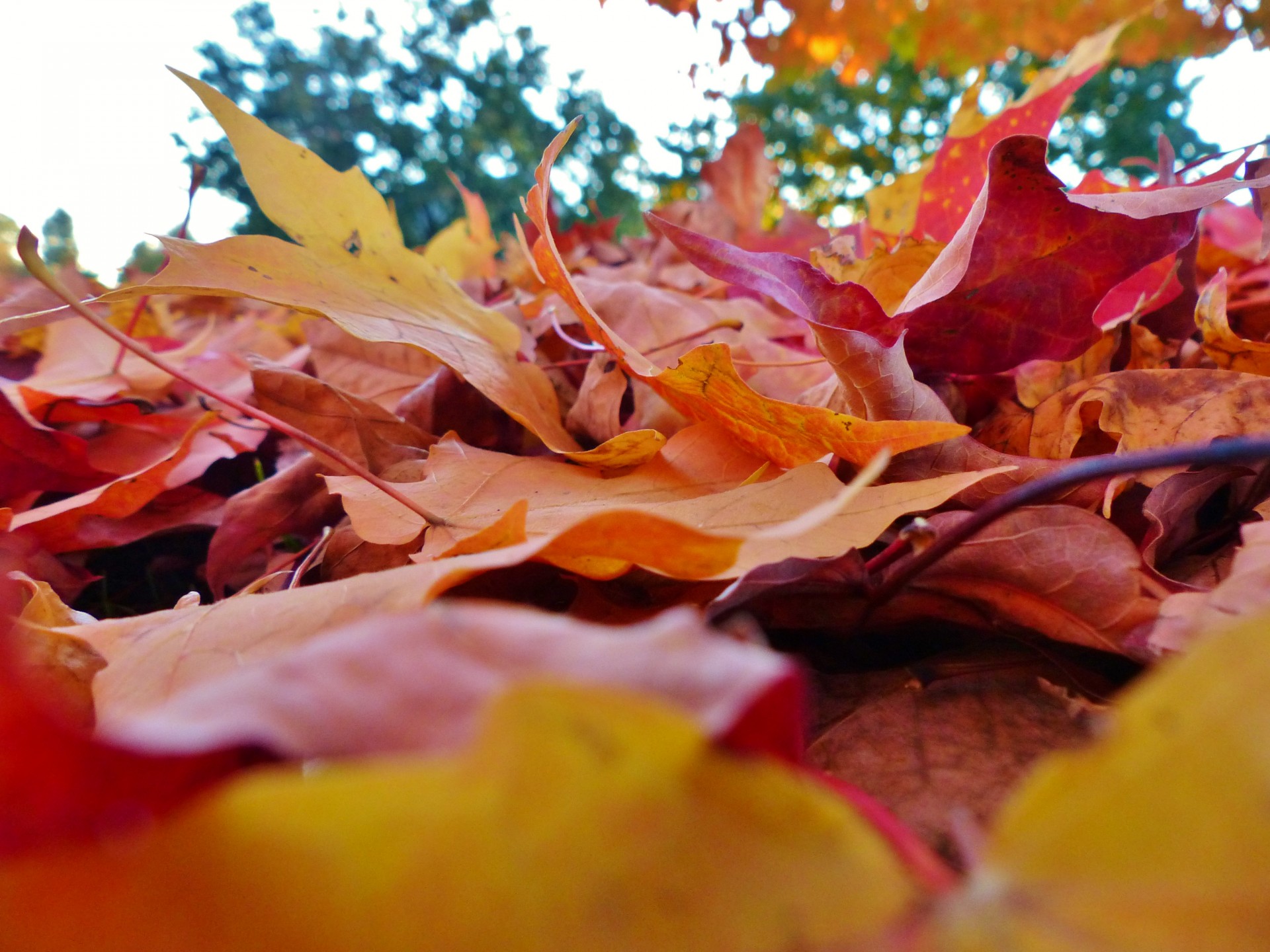 autumn fall leaves free photo