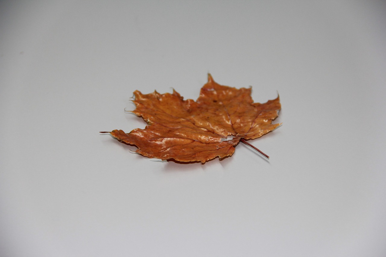 fall leaves leaf autumn free photo