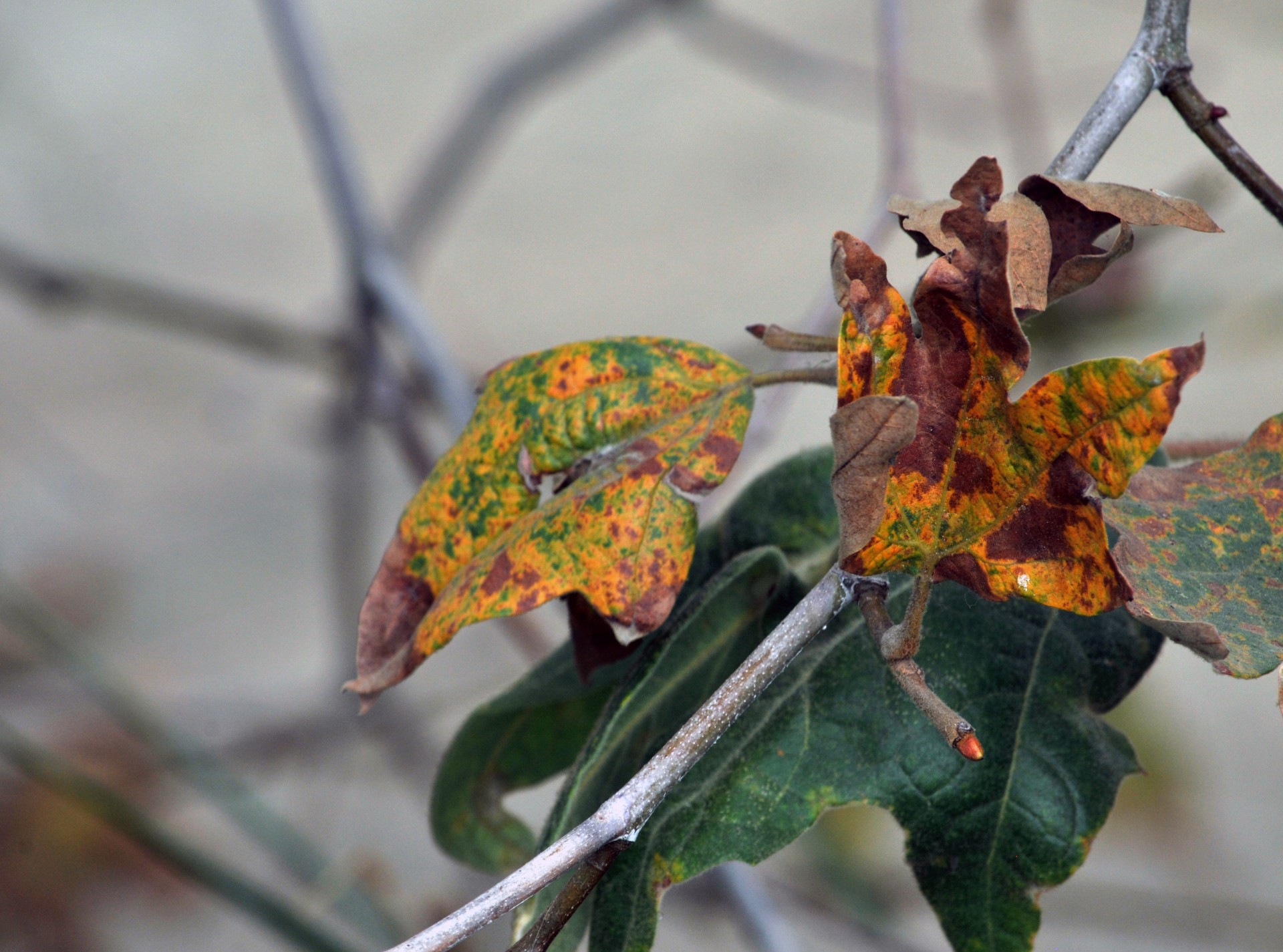 leaves autumn all free photo