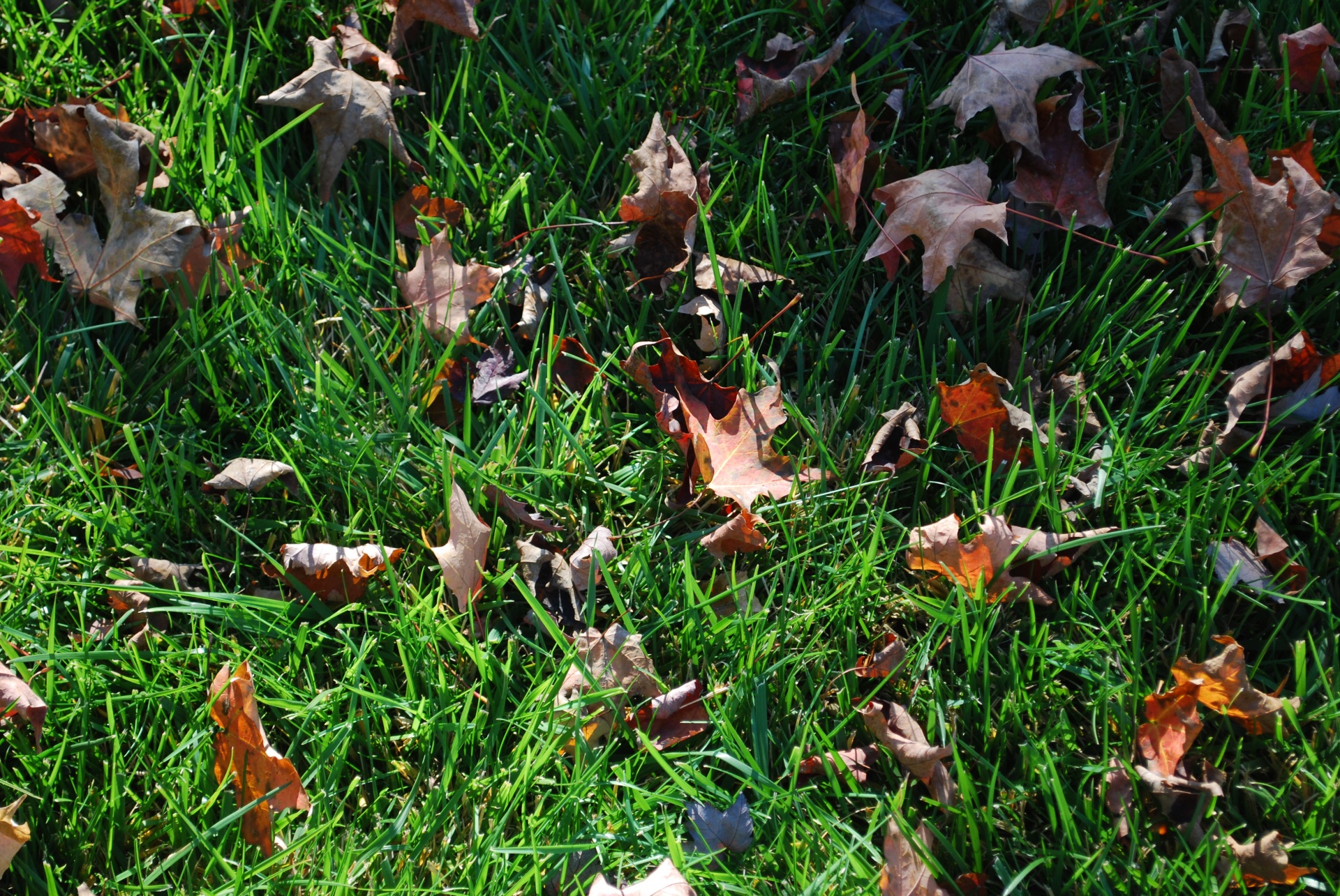 fall seasonal leaves free photo