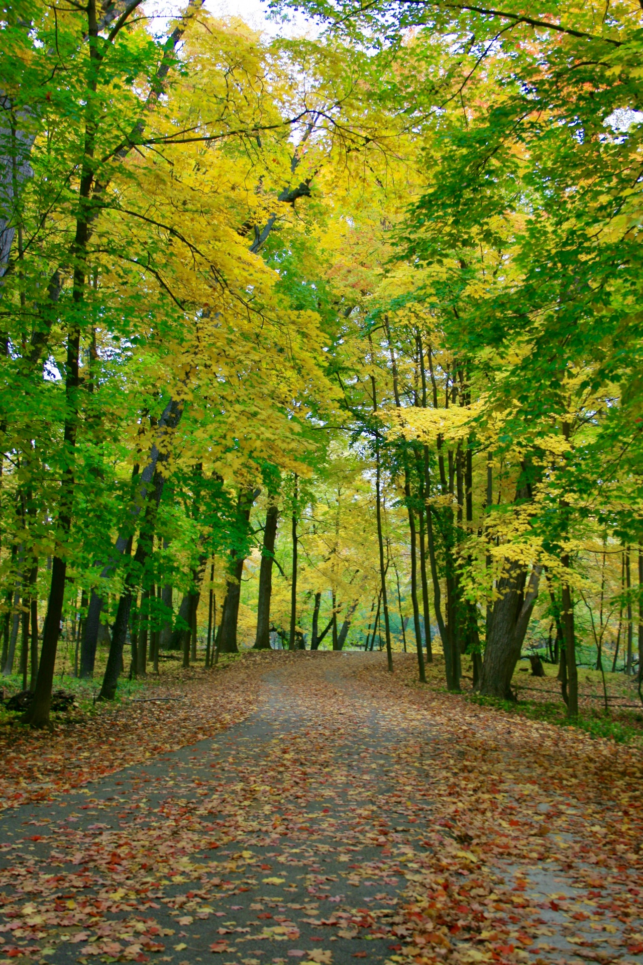 fall autumn forest free photo