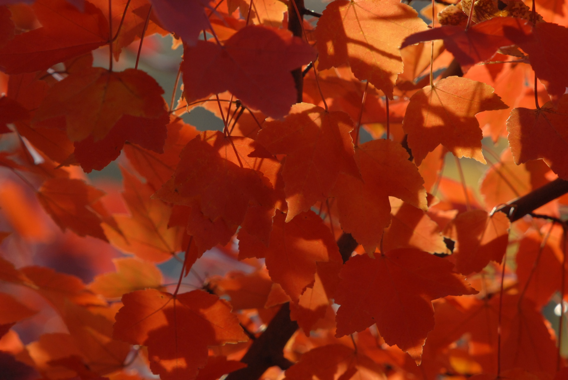 leaves fall orange free photo